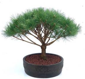 Japanese Red Pine Bonsai Tree (Pinus Densi 'Globosa')