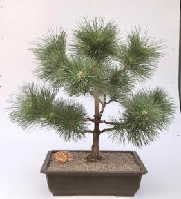 Japanese Black Pine Bonsai Tree (Pinus Thunbergii 'Thunderhead')