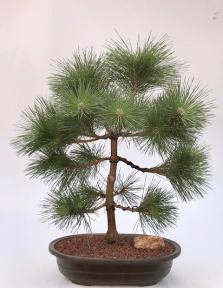 Japanese Black Pine Bonsai Tree (Pinus Thunbergii 'Thunderhead')
