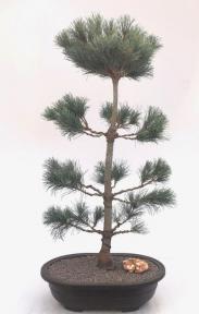 Japanese White Pine Bonsai Tree (Pinus Parviflora 'Bergman')