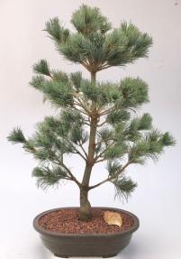 Japanese White Pine Bonsai Tree (Pinus Parviflora 'Bergman')