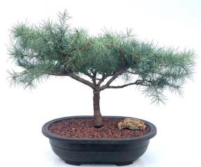 Deodar Cedar 'Snow Sprite' Bonsai Tree (Cedrus Deodara)