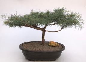 Deodar Cedar 'Snow Sprite' Bonsai Tree (Cedrus Deodara)