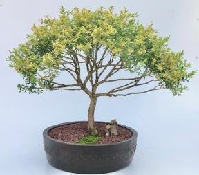 Dwarf English Boxwood Bonsai Tree (Buxus Semperuirens)