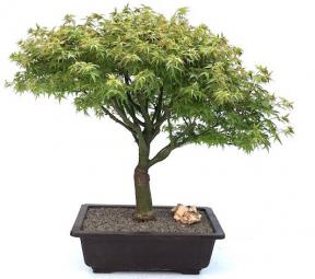Dwarf Japanese Maple Bonsai Tree (acer palmatum 'Capercis Dwarf')