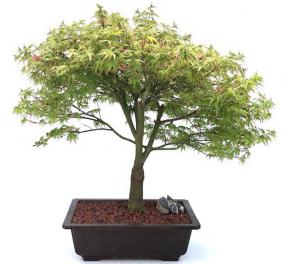 Dwarf Japanese Maple Bonsai Tree (acer palmatum 'kiyohime yatsubusa')