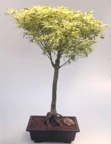 Butterfly Japanese Maple Bonsai Tree (Acer palmatum Butterfly)