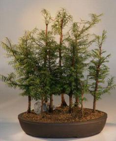Dawn Redwood 9 Tree Forest Group (Metasequoia Glyptostrobides)