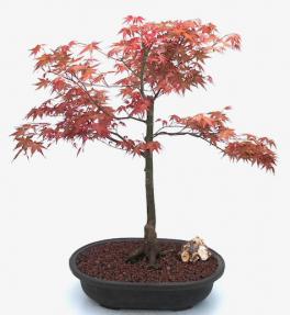 Japanese Red Maple Bonsai Tree (Shindeshojo)