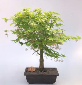 Japanese Maple Bonsai Tree (Acer Palmatum 'Kogane Sakae')