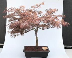 Crimson Queen Japanese Maple Bonsai (Acer palmatum var dissectum 'Crimson Queen')