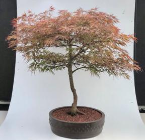 Weeping Red Dragon Japanese Maple Bonsai Tree (Acer palmatum dissectum 'Red Dragon')