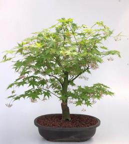 Japanese Maple Bonsai Tree (Acer Palmatum 'Kogane Sakae')