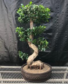 Fruiting Green Emerald Ficus Bonsai Tree with Curved Trunk & Tiered Branching