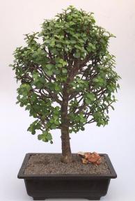 Baby Jade Bonsai Tree - Portulacaria Afra