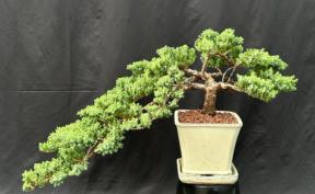 Juniper Bonsai Tree Cascade Style (juniper procumbens 'nana')