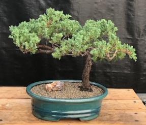 Trained Juniper Bonsai Tree (juniper procumbens 'nana')