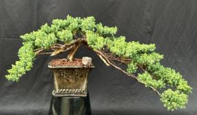 Juniper Bonsai Tree Trained with Jin & Shari Style (juniper procumbens 'nana')