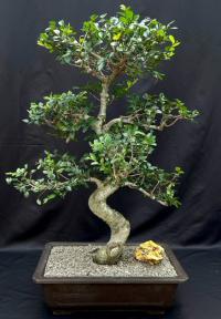 Chinese Elm Bonsai Tree with Curved Trunk & Tiered Branching Style (ulmus parvifolia)
