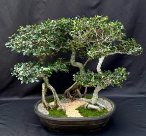 Chinese Elm Bonsai Tree with Curved Trunk & Exposed Roots - Three (3) Tree Forest Group (ulmus parvifolia)