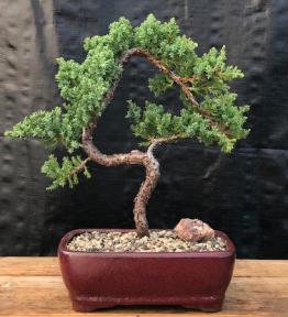 Juniper Bonsai Tree Trained (juniper procumbens 'nana')