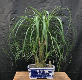 Ponytail Palm Multi Trunk Bonsai Tree (Beaucamea Recurvata)