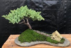 Juniper Bonsai Tree Trained and Planted on a Rock Slab (juniper procumbens 'nana')