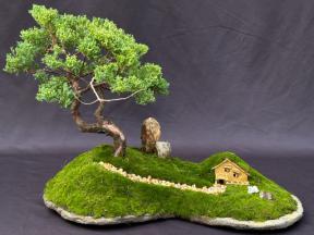 Juniper Bonsai Tree Trained with Jin & Shari Style Planted on a Rock Slab (Juniper Procumbens 'Nana')