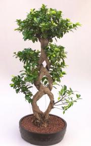 Fruiting Green Emerald Ficus Bonsai Tree with Braided Trunk