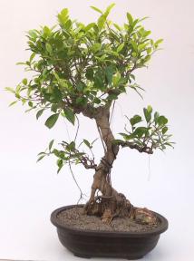 Ficus Retusa Bonsai Tree with Curved Trunk & Tiered Branching