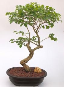 Flowering Ligustrum Bonsai Tree with Curved Trunk Style (Ligustrum Lucidum)