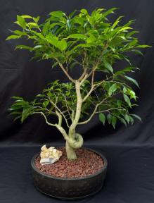 Oriental Ficus Bonsai Tree with Coiled Trunk Style (ficus benjamina 'orientalis')