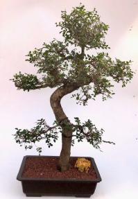 Chinese Elm Bonsai Tree with Curved Trunk & Tiered Branching Style (ulmus parvifolia)