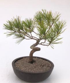 Japanese Black Pine Bonsai Tree, Coiled Trunk Style (pinus thunbergii 'thunderhead')