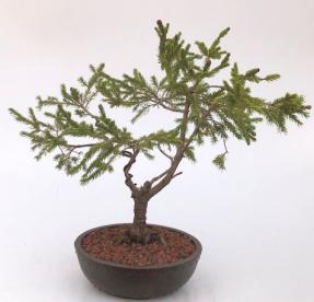 Dwarf Norway Spruce Bonsai Tree (Picea Abies 'Pusch')