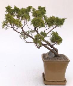 Golden Hinoki Cypress Bonsai Tree Semi Cascade Style (chamecyparis obtusa compacta 'aurea')