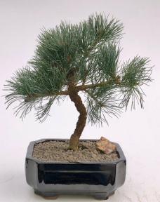 Japanese White Pine Bonsai Tree (pinus parviflora 'Brocade Bark')