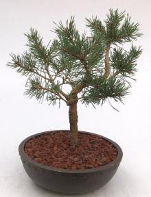 Mugo Pine Bonsai Tree (Pinus Mugo 'Valley Cushion')