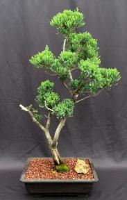 Hollywood Juniper Bonsai Tree (Juniperus Chinensis 'Torulosa')