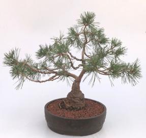 Scotch (Scots) Pine Bonsai Tree (Pinus Sylvestris 'Albyn)