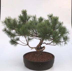 Mugo Pine Bonsai Tree (Pinus Mugo 'Valley Cushion')
