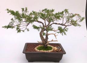 Savin Juniper Bonsai Tree Trained in Jin Style (Juniperus sabina)