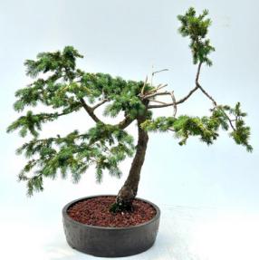 Engelmann Spruce Bonsai Tree Trained in Jin Style (Picea engelmannii)