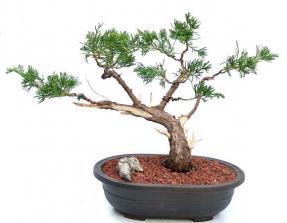 Juniper Bonsai Tree Trained in Jin & Shari Style (Juniperus Chinensis parsonii)