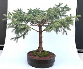 Dwarf Alberta Spruce Bonsai Tree (Picea Glauca Conica)