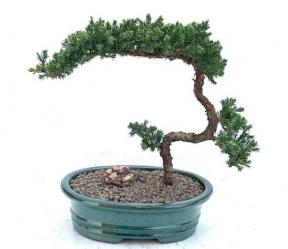 Juniper Bonsai Tree Trained (Juniper Procumbens 'Nana')