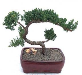 Juniper Bonsai Tree Trained (Juniper Procumbens 'Nana')