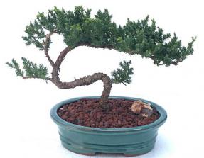 Juniper Bonsai Tree Trained (juniper procumbens 'nana') 9