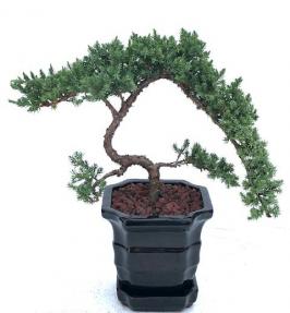 Juniper Bonsai Tree Trained (juniper procumbens 'nana')