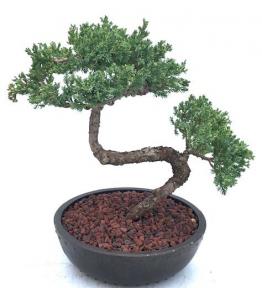 Juniper Bonsai Tree, Trained (Juniper Procumbens 'Nana')